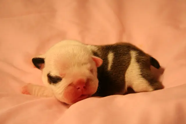 Casa Bulldog archive: Newborn English Bulldog puppy asleep on a soft blanket