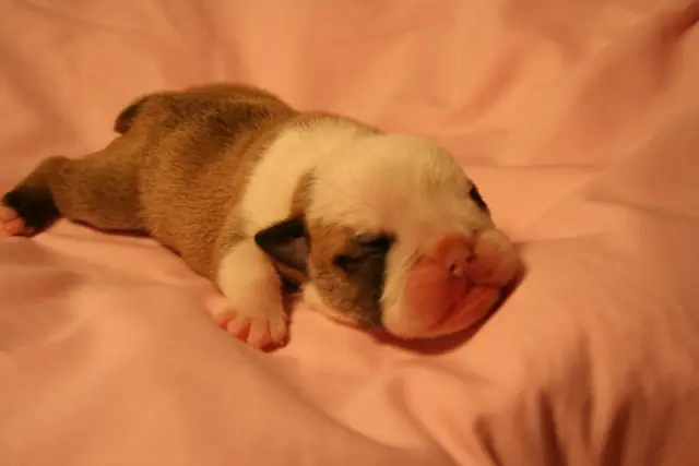 Casa Bulldog archive: Newborn English Bulldog puppy asleep on a soft blanket