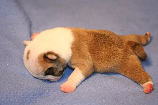 Casa Bulldog archive: Newborn English Bulldog puppy asleep on a soft blanket