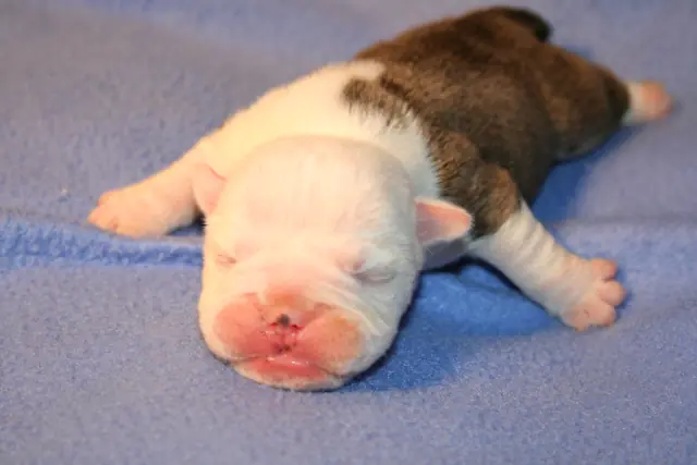 Casa Bulldog archive: Newborn English Bulldog puppy asleep on a soft blanket