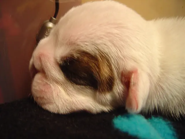 Casa Bulldog archive: Newborn English Bulldog puppy asleep on a soft blanket