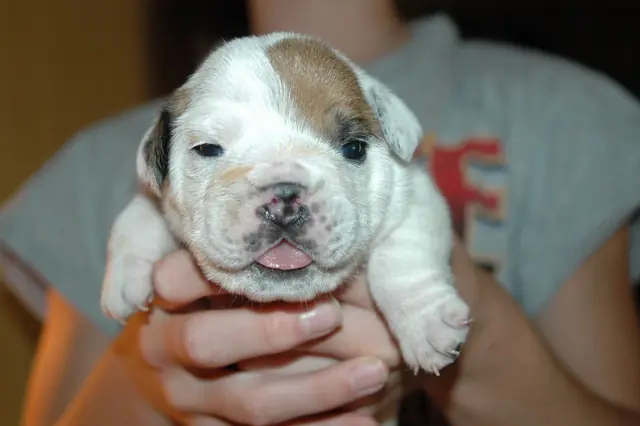 Casa Bulldog archive: Newborn English Bulldog puppy held gently in a breeder’s hands