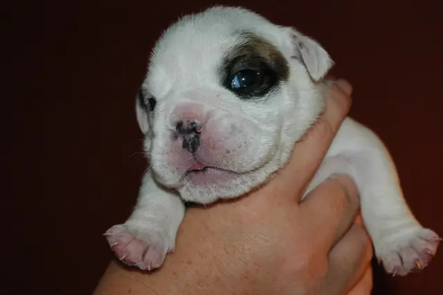 Casa Bulldog archive: Newborn English Bulldog puppy held gently in a breeder’s hands