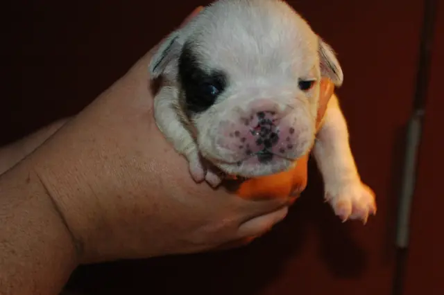 Casa Bulldog archive: Newborn English Bulldog puppy held gently in a breeder’s hands