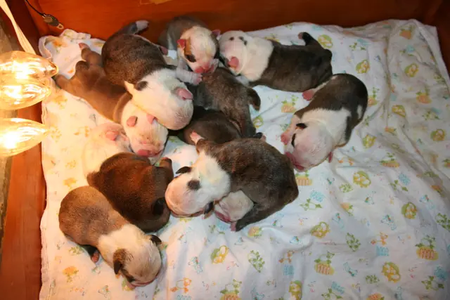 Casa Bulldog archive: Newborn English Bulldog litter on a soft blanket