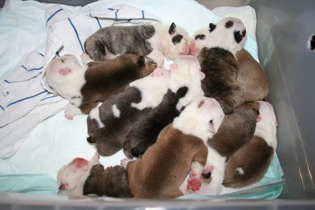 Casa Bulldog archive: Newborn English Bulldog litter on a soft blanket