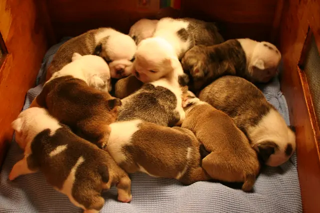 Casa Bulldog archive: Newborn English Bulldog litter on a soft blanket