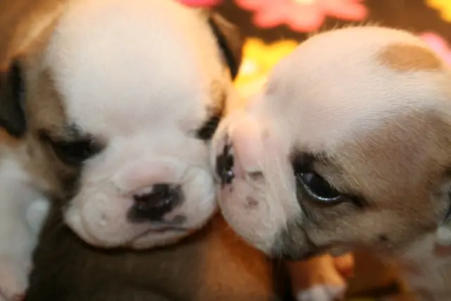 Casa Bulldog archive: Two newborn English Bulldog puppies on a soft blanket