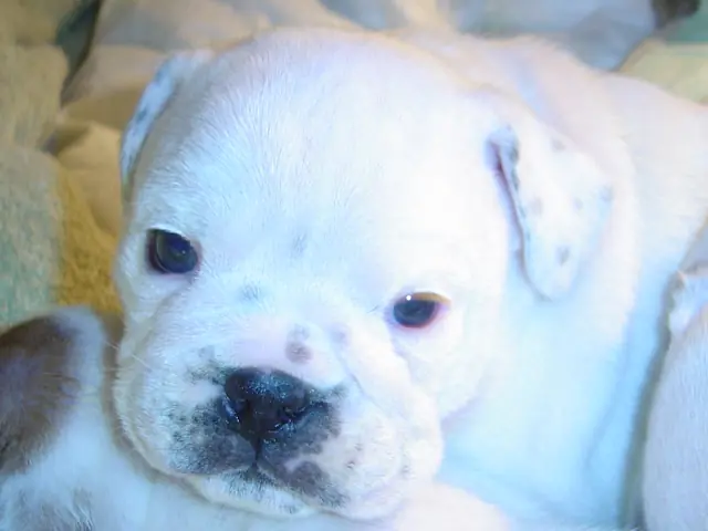 Casa Bulldog archive: Portrait of an English Bulldog puppy in close-up