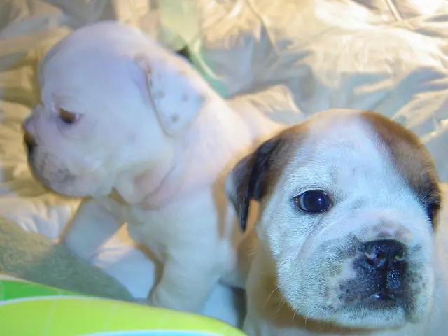 Casa Bulldog archive: Portrait of an English Bulldog puppy in close-up