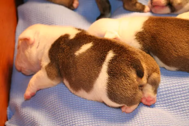 Casa Bulldog archive: Portrait of an English Bulldog puppy in close-up