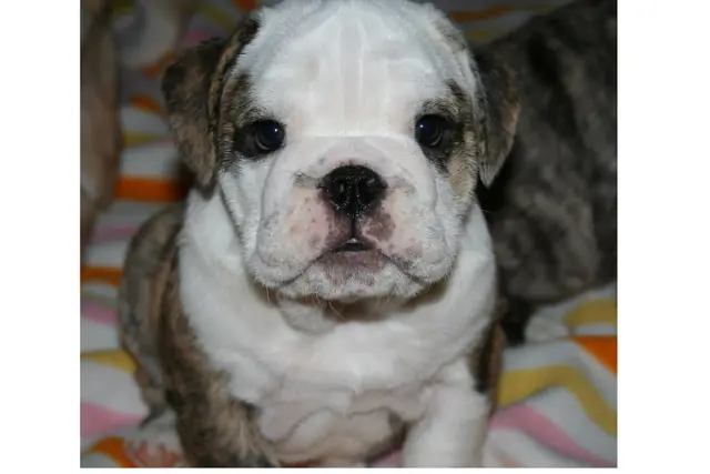 Casa Bulldog archive: Portrait of an English Bulldog puppy in close-up