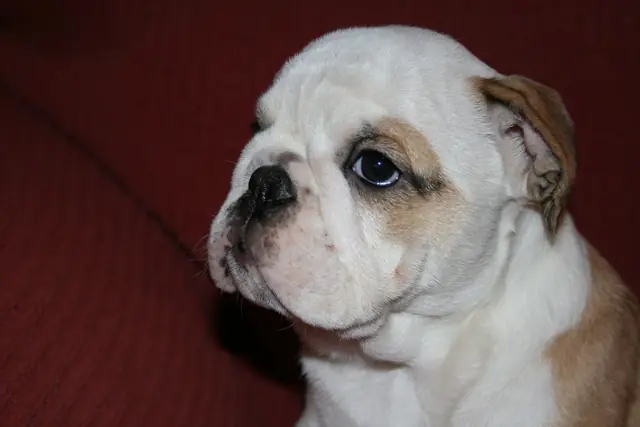 Casa Bulldog archive: Portrait of an English Bulldog puppy on a red sofa