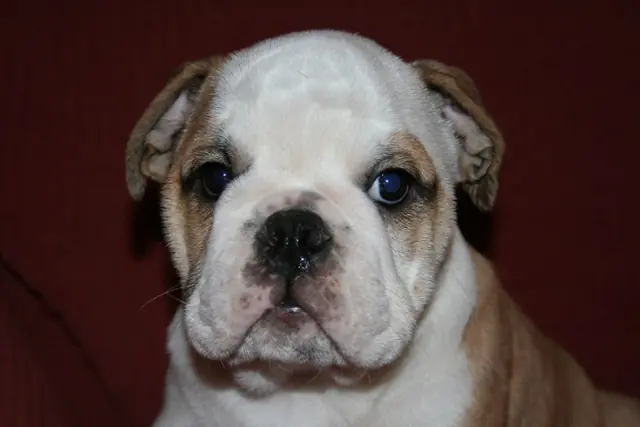Casa Bulldog archive: Portrait of an English Bulldog puppy on a red sofa