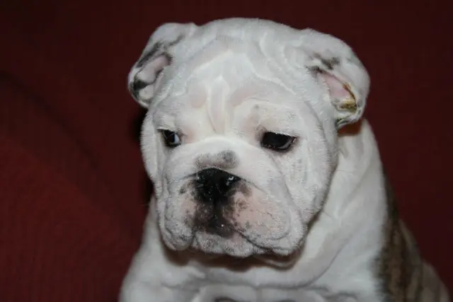 Casa Bulldog archive: Portrait of an English Bulldog puppy on a red sofa
