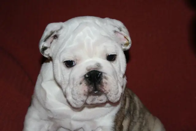 Casa Bulldog archive: Portrait of an English Bulldog puppy on a red sofa