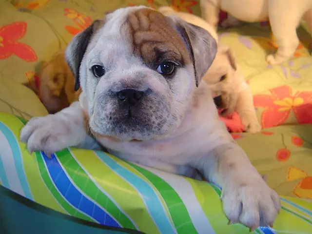 Casa Bulldog archive: Portrait of an English Bulldog puppy on a striped blanket