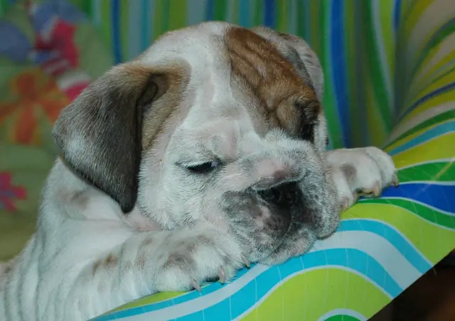Casa Bulldog archive: Portrait of an English Bulldog puppy on a striped blanket