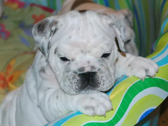 Casa Bulldog archive: Portrait of an English Bulldog puppy on a striped blanket