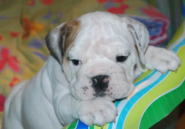 Casa Bulldog archive: Portrait of an English Bulldog puppy on a striped blanket