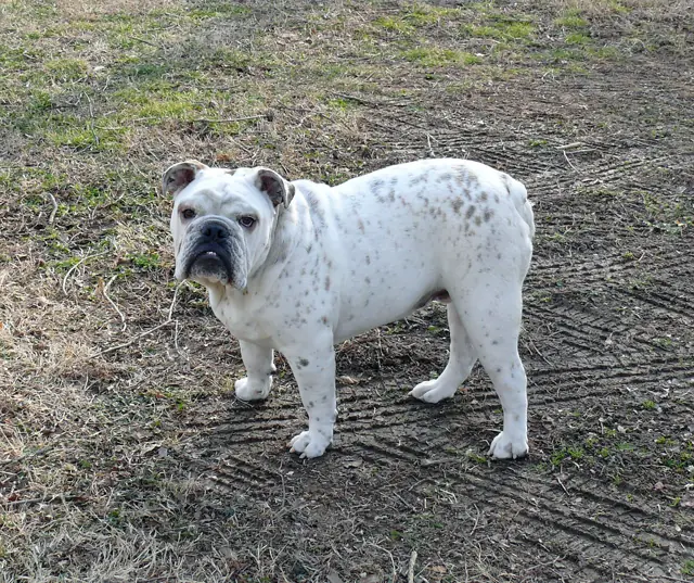 Casa Bulldog archive: Adult white English Bulldog on a green lawn