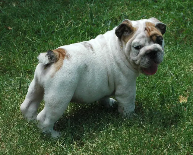 Casa Bulldog archive: White English Bulldog puppy with fawn markings on a green lawn