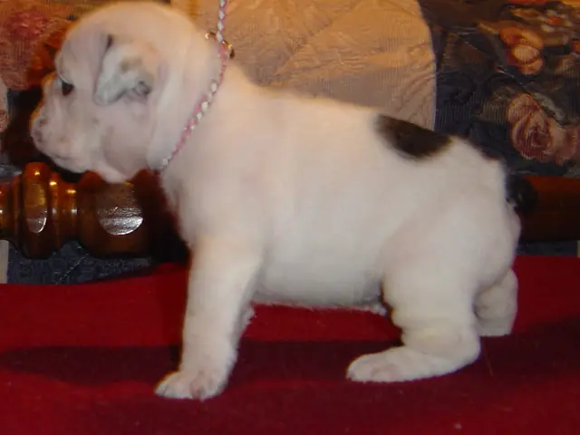 Casa Bulldog archive: White English Bulldog puppy with fawn markings on a red blanket