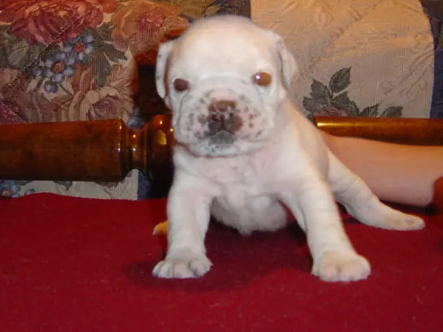 Casa Bulldog archive: White English Bulldog puppy with fawn markings on a red blanket