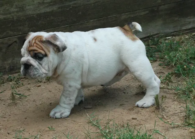 Casa Bulldog archive: White English Bulldog puppy with fawn markings outdoors on sandy ground