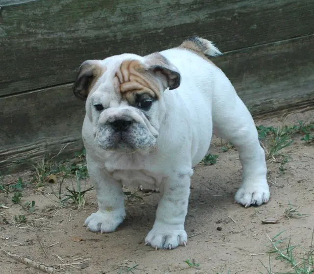 Casa Bulldog archive: White English Bulldog puppy with fawn markings outdoors on sandy ground