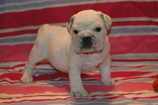 Casa Bulldog archive: White English Bulldog puppy with fawn markings on a striped blanket