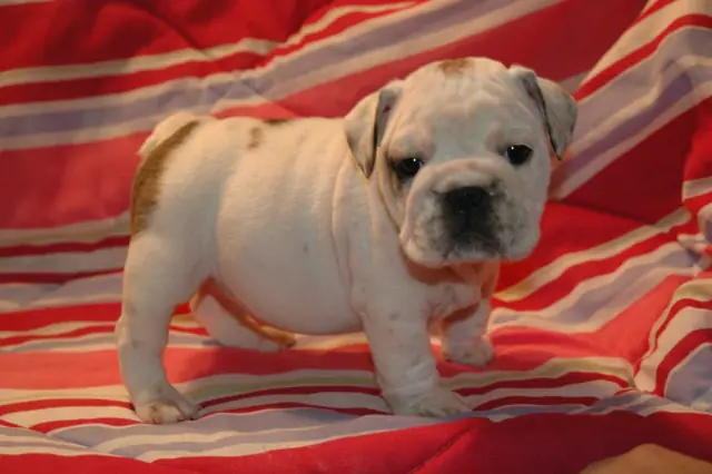 Casa Bulldog archive: White English Bulldog puppy with fawn markings on a striped blanket