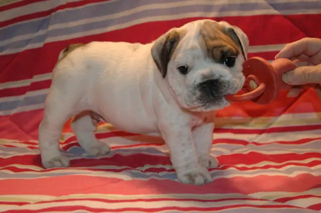 Casa Bulldog archive: White English Bulldog puppy with fawn markings on a striped blanket