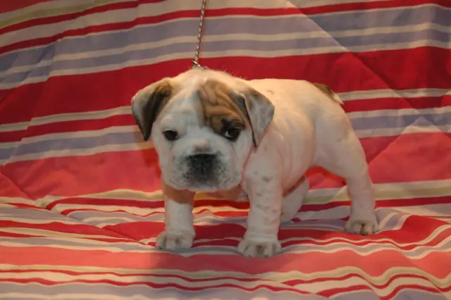 Casa Bulldog archive: White English Bulldog puppy with fawn markings on a striped blanket