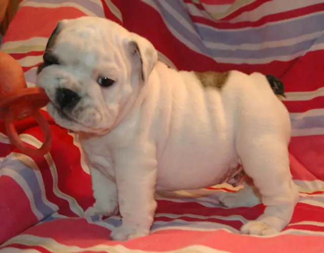 Casa Bulldog archive: White English Bulldog puppy with fawn markings on a striped blanket