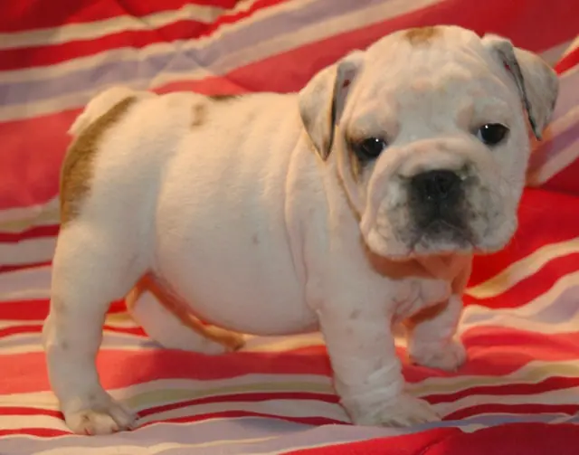 Casa Bulldog archive: White English Bulldog puppy with fawn markings on a striped blanket