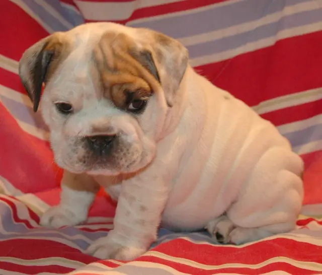 Casa Bulldog archive: White English Bulldog puppy with fawn markings on a striped blanket
